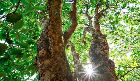 冰岛古树茶：揭秘其独特地理位置与生长环境