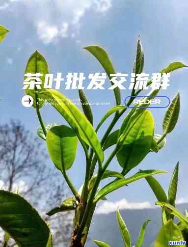 怎样加入卖茶叶的群聊，怎样加入卖茶叶的社群？一份详细的指南