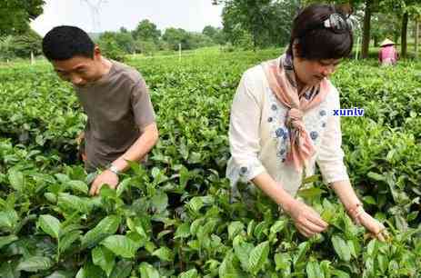 茶叶喝多了有没有坏处，茶叶过量饮用：你可能不知道的潜在危害