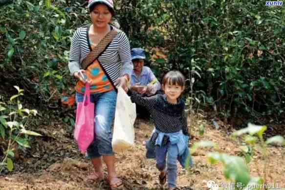 云南豫茶厂冰岛茶-云南豫茶厂冰岛茶售价多少