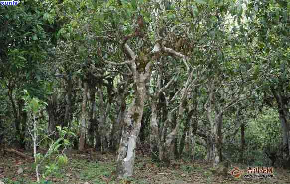 冰岛坝歪古树茶介绍-冰岛坝歪古树茶特点