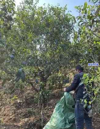 冰岛古树茶的 *** 程序，揭秘冰岛古树茶的神秘 *** 过程