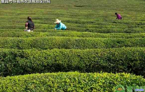 征用茶叶地赔偿标准-征用茶叶地赔偿标准浙江省