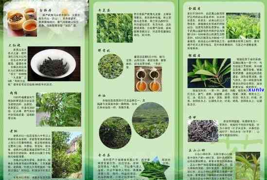 各种茶叶的介绍说明-各种茶叶的介绍说明文