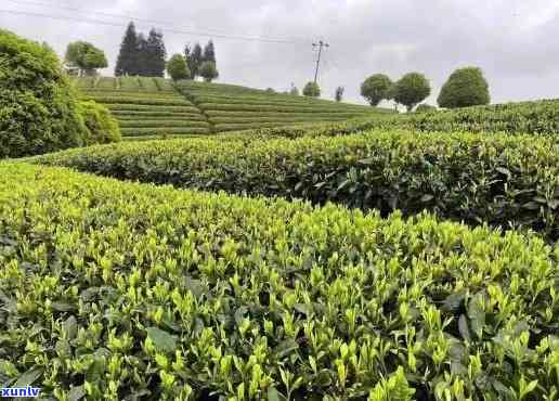 中国有多少种茶树品种，揭秘中国丰富的茶树品种多样性