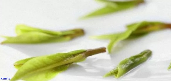 龙芽茶叶属于什么茶种？详解其分类与特点