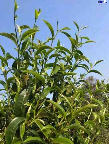 龙芽茶叶属于什么茶-龙芽茶叶属于什么茶类