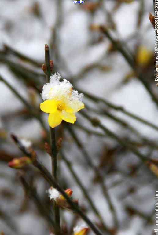 雪花棉翡翠，雪中瑰宝：探索雪花棉翡翠的美丽与独特之处