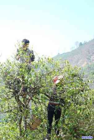 勐库冰岛普洱茶价格，探寻云南特色：揭秘勐库冰岛普洱茶的价格与品质