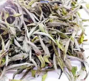 昔归茶和冰岛茶哪个价格更高，价格比较：昔归茶与冰岛茶谁更贵？