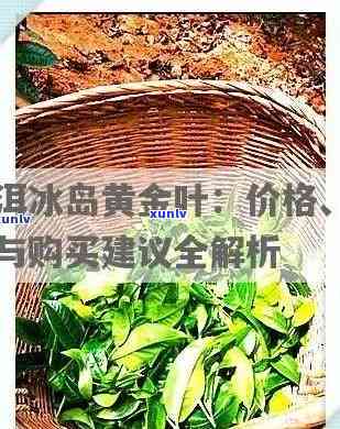 双江冰岛茶价格，最新报价：探寻双江冰岛茶的价值与魅力