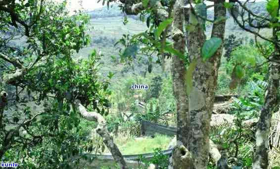 双江冰岛正山古树茶-双江县冰岛古树茶在哪里