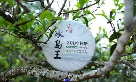 冰岛五寨茶排行榜，揭秘冰岛五寨茶排行榜，哪一款才是你的更爱？