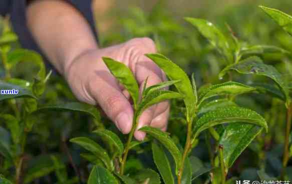 自己家种的茶叶好吗？品种、口感、安全全解析！