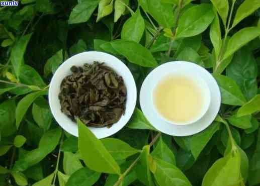 自己家种的茶叶好吗？安全吗？是什么茶？能喝/吃吗？