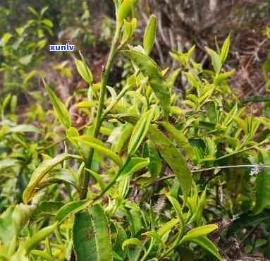 自己家种的茶叶好吗？安全吗？是什么茶？能喝/吃吗？