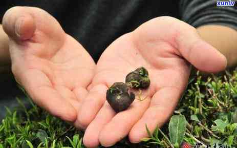 中国哪里适合种茶叶呢，探秘中国茶叶种植地：哪些地方最适合种植茶叶？