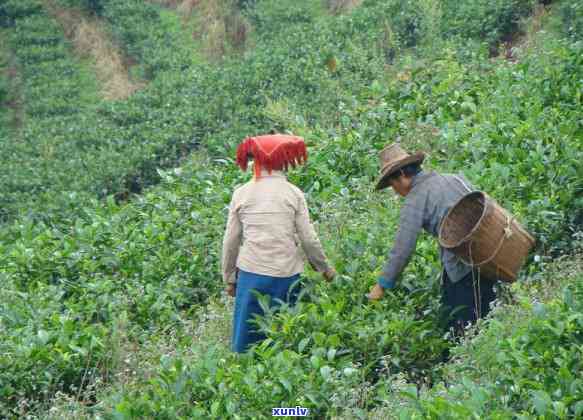 中国哪里适合种茶叶-中国哪里适合种茶叶树