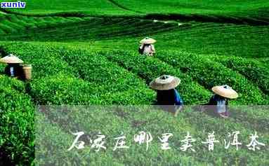 石家买茶叶哪里好？全面介绍石家的茶叶购买地点与场