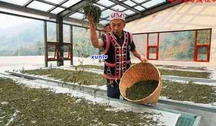 冰岛晒白茶，探索冰岛的神秘白茶：让你的味蕾体验一场独特的茶之旅