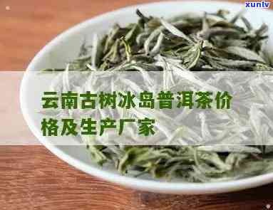 云南勐库冰岛古树普洱茶价格与市场行情分析