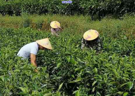 冰岛古树秋茶价格，探寻冰岛古树秋茶的价格，品味古老与新芽的完美结合