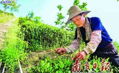 冰岛古树秋茶价格，探寻冰岛古树秋茶的价格，品味古老与新芽的完美结合