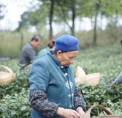 冰岛古树秋茶价格，探寻冰岛古树秋茶的价格，品味古老与新芽的完美结合