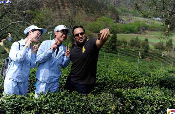 如何辨别茶叶的品质等级，茶叶鉴别：如何准确判断茶叶的品质等级？