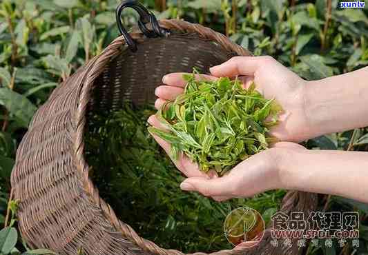 哪种茶叶保质期最长？比较各种茶叶的保质期及口感