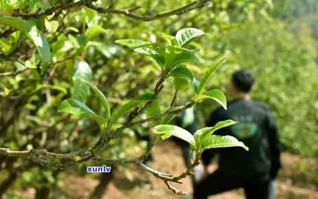 云南冰岛茶小镇目投资方：揭秘冰岛茶区、产地与价格