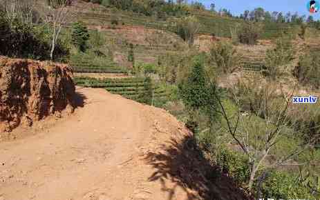 云南冰岛茶产地在哪？详解其特点、价格与所属茶山