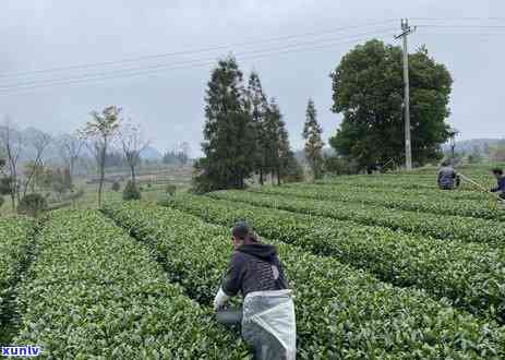 什么茶以冬为好，冬日养生良品：揭秘适合冬饮用的茶叶