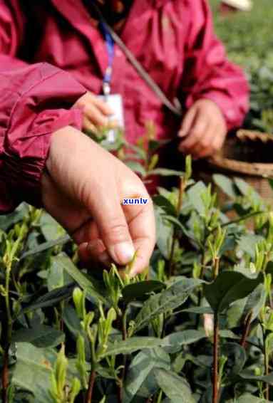 茶叶为什么贵，揭秘茶叶为何价格昂贵：从种植到 *** 的全过程解析