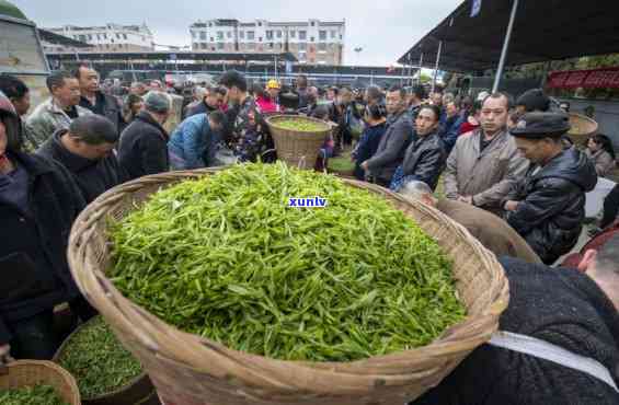 峨眉山都有什么茶叶，探寻峨眉山的茶文化：揭秘本地知名茶叶