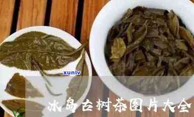 冰岛冰芽古树茶图片-冰岛冰芽古树茶图片大全