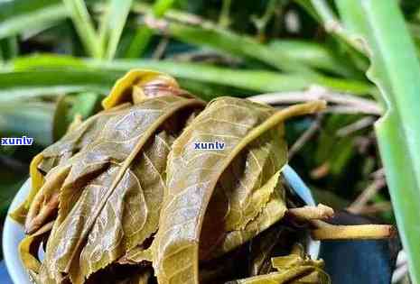 冰岛茶和昔归茶哪个贵，冰岛茶 vs 昔归茶：谁更昂贵？