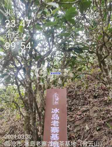 冰岛老寨18号茶地-冰岛老寨18号茶地介绍