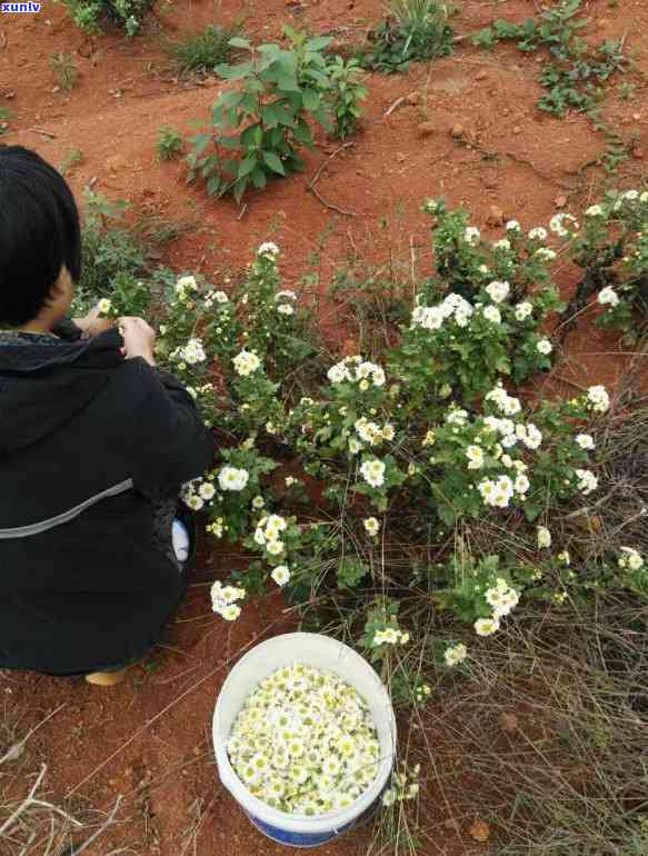 今年茶叶多少钱一斤-今年茶叶多少钱一斤价格