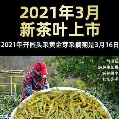 贵州黄金芽茶叶价格查询，【贵州黄金芽】2023最新价格查询，产地直供！