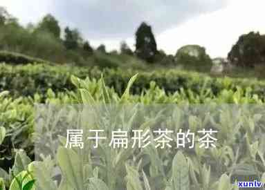 茶叶扁扁的是什么茶-扁平型茶叶