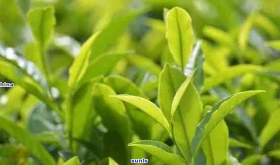 一片叶子的茶叶是什么茶？探索云南特产的独特茶类与名称