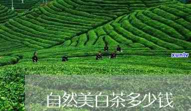 自然之美茶叶多少钱一斤？公司产品全解析！