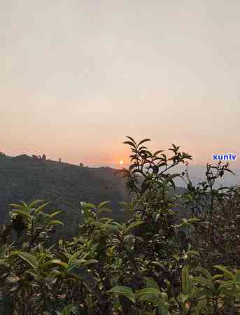 冰岛糯古树茶香气-冰岛糯古树茶的特点