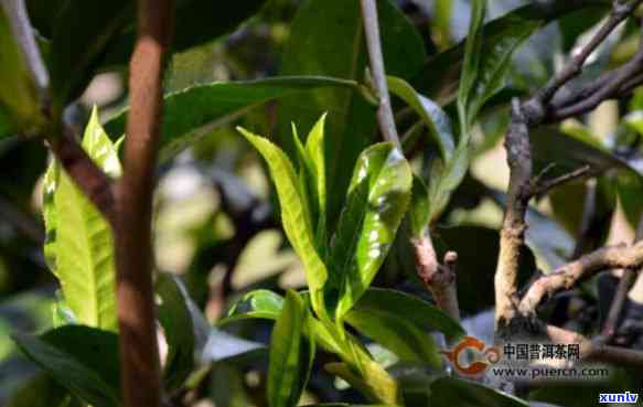 冰岛糯古树茶香气-冰岛糯古树茶的特点