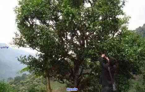 冰岛藤条古树普洱茶生茶多少钱一斤，探索冰岛藤条古树普洱茶生茶的市场价格，每斤多少钱？