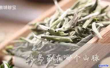 冰岛茶是哪个茶山的-冰岛茶是哪个茶山的产地