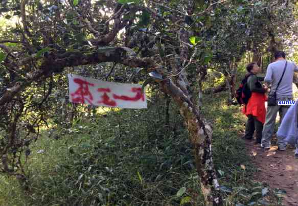 冰岛老寨的茶王树多少年，探秘冰岛老寨：揭秘茶王树的历与价值