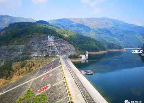 冰岛古树茶单株价格-冰岛古树茶单株价格表