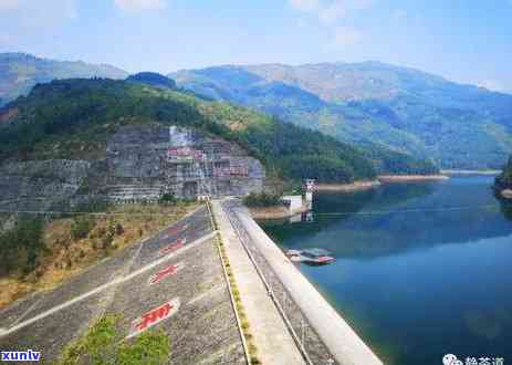 冰岛古树茶单株价格-冰岛古树茶单株价格表